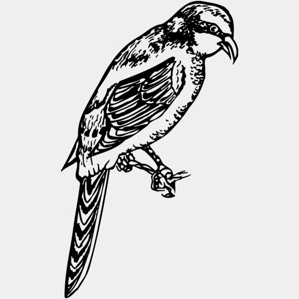 BIRD053 Thumbnail