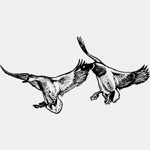 BIRD079 Thumbnail