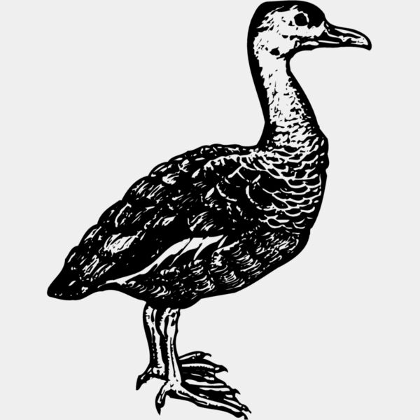 BIRD089 Thumbnail